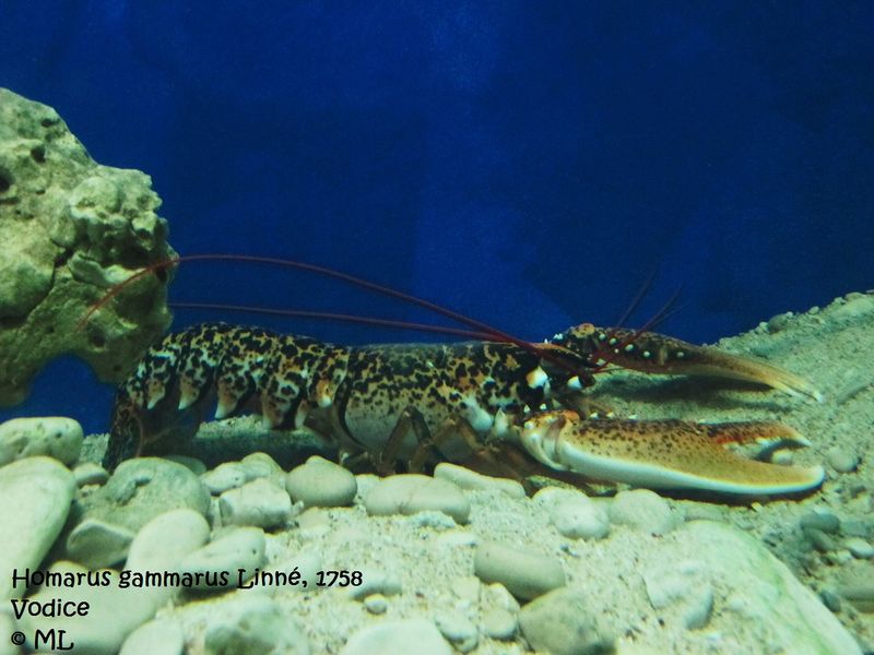 Datei:Homarus gammarus Linné, 1758 Vod 120912 2374.jpg