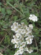 Achillea millefolium Linné, 1753 – Gemeine Schafgarbe, stolisnik ili hajdučka trava. Fundort: Vir. Heilpflanze
