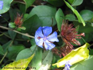 CeratPlum Nin 151111 2670.jpg