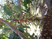 Johannisbrotbaum,rogač. Fundort: Otok Vir 09/2018. Essbare Pflanze, Heilpflanze.