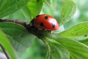 CocSep TH 120429 484 k.jpg