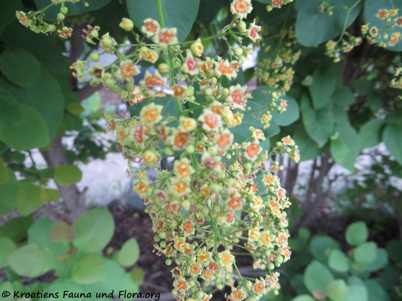 Datei:Cotinus coggygria Scopoli, 1772 Gerasd 190514 1058.JPG