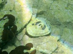 In situ, Vir 06/2011