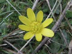Geöffnete Blüte, Zadar 03/2013