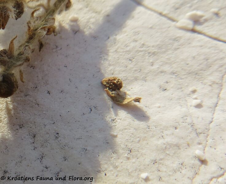 Datei:HelioEurop Frucht Vir 181020 15426 d.jpg