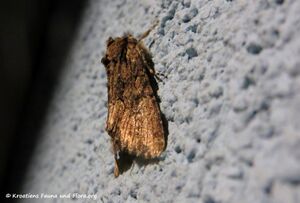 Mniotype solieri Boisduval, 1829 Vir 190926 1606.JPG