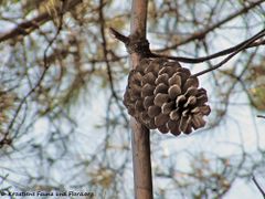 Alter Zapfen, Vir 06/2011