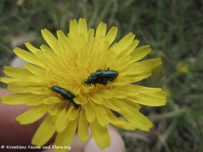 Datei:Psilothrix viridicoerulea Geoffroy, 1785 Vir140427 2607.jpg