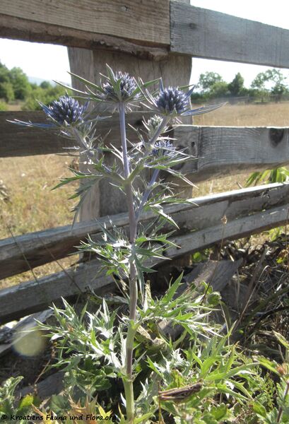 Datei:Stä 2 ErynAme Križ 130811 3486.jpg