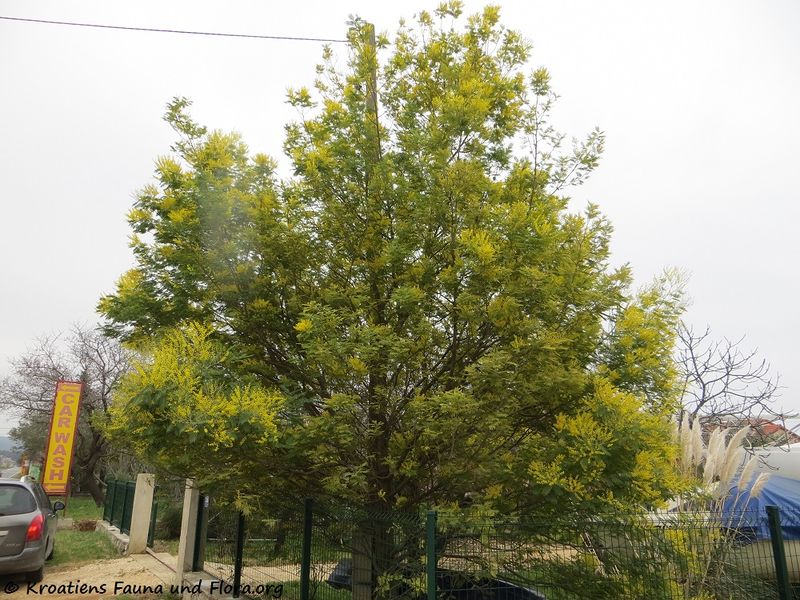 Datei:Acacia dealbata Link, 1822 SvFiJa180129 10653 txt.jpg