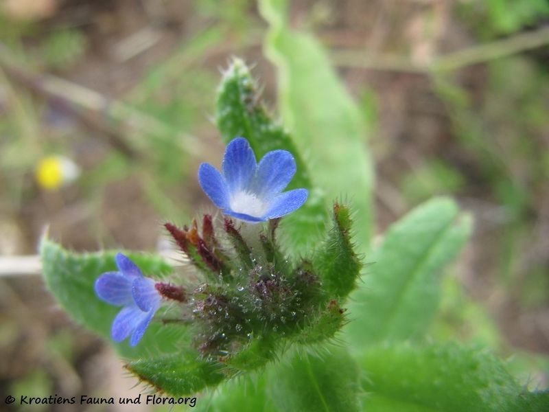 Datei:Anchusa arvensis (L.) Bieberstein, 1808 NeWa 140702 4662.jpg
