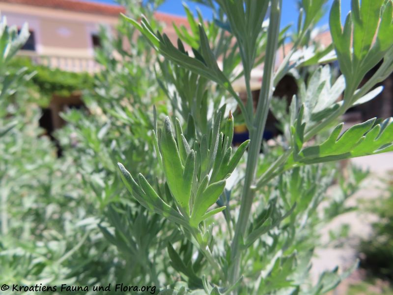 Datei:Artemisia absinthium Linné, 1753 Nin 200708 1065.JPG