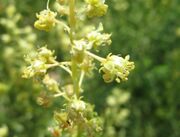 Gelbe Resede, žuta rezeda. Fundort: Nin 06/2011, Essbare Pflanze, Heilpflanze, Zierpflanze