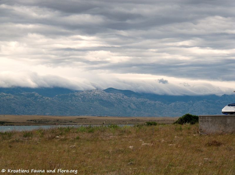 Datei:Cilkonalna Bura 150624 1223 Vir.jpg