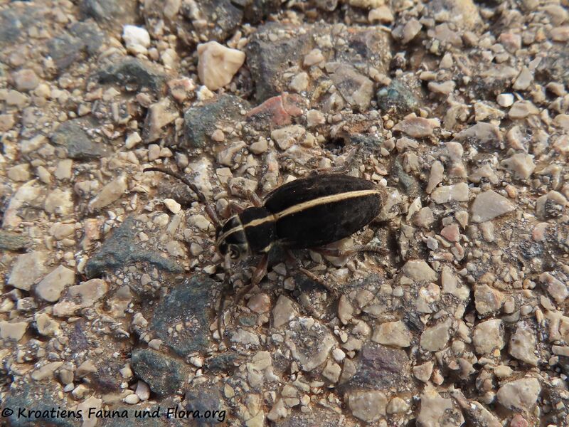 Datei:Dorcadion arenarium Scopoli, 1763 Vir 201002 1395 - Kopie.JPG