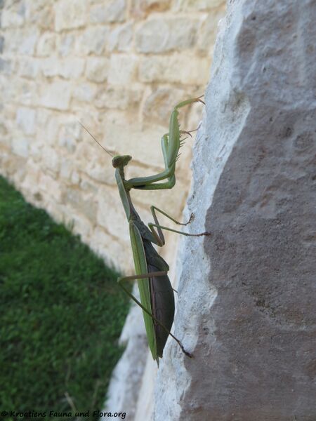 Datei:Mantis religiosa Linné, 1758 BenAm 171026 9780.jpg