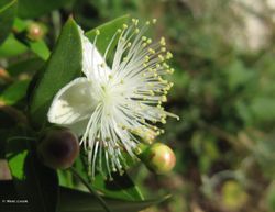 Myrtus communis Linné, 1753 Vir 140623 4254.jpg