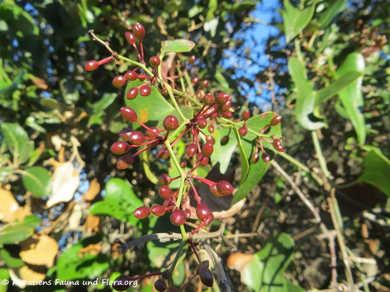 Datei:Smilax aspera Linné, 1753 Vir 121230 4271.jpg