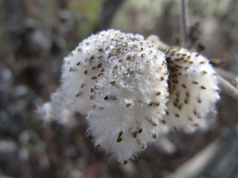 Datei:Ane hup TH 8 111114 07.jpg