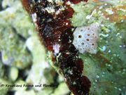 Aplidium elegans Giard, 1872 - Elegante Seescheide, morska jagoda, Fundort:Vir 09/2012, Meerestier