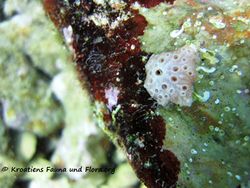 ApliEleg Vir 120909 2084.jpg