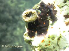 Unter einem Stein, umwachsen von einer Kolonie Moostierchen, Vir 07/2014