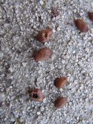 Samenkörner, teilweise von dem Samenkäfer Bruchidius siliquastri Delobel, 2007 ausgefressen