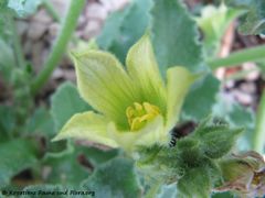 ♂ Blüte, Vir 05/2012