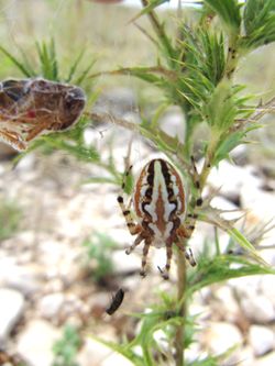 Acul arm Vir 140617 4087.jpg