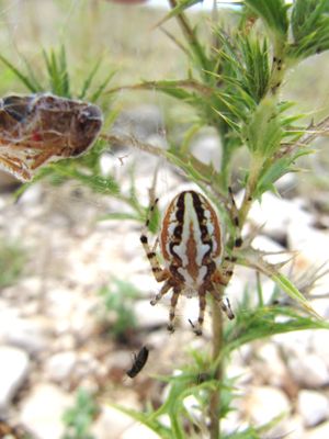 Acul arm Vir 140617 4087.jpg