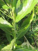 Stängel, Otok Vir 06/2023