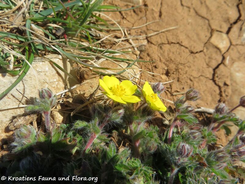 Datei:PotHepta Blü Vir 200316 322 k.jpg