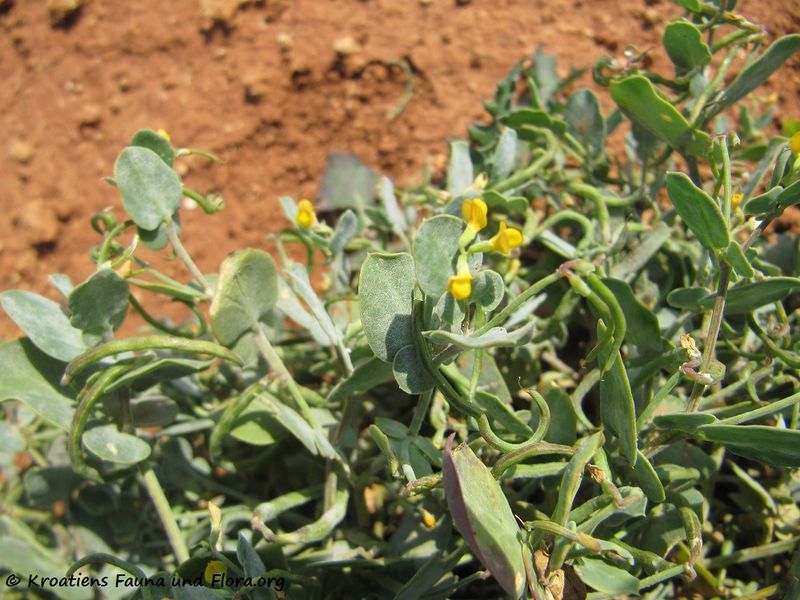 Datei:CoroScorp Privlaka 110417 73.jpg