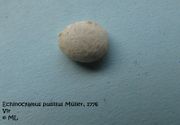 Echinocyamus pusillus Müller, 1776 - Zwergseeigel, Fundort: Vir 06/2011, Meerestier