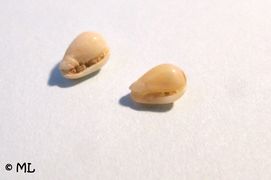 GibbMil Vir 100624 227.jpg