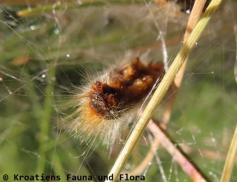 Datei:Thaumetopoea pinivora Treitschke, 1834 Vir 220206 2275 D k.jpg