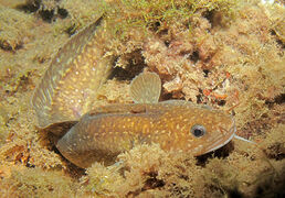 210215 Gaidropsarus mediterraneus 3.jpg