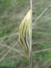 2 Zygaena filipendulae Linné, 1758 Priv 140427 2626.jpg