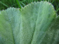 Alchemilla vulgaris Linné, 1753 - Spitzlappiger Frauenmantel, gospin plašt, Fundort: Bayern, Thalmassing 05/2012, Heilpflanze