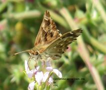 Carcharodus alceae Vir D 110908 17.jpg