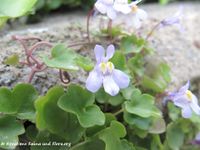 Cymbalaria muralis G.Gaertner, B.Mey. & Scherb., 1800 - Mauer-Zimbelkraut, zidni lanilist. Fundort: Senj – Stadtpark 04/2014, Heilpflanze, Essbare Pflanze