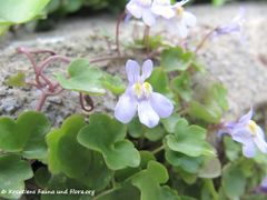 Senj – Stadtpark 04/2014