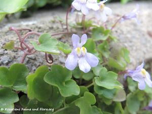 CymbalMuralis SeSta 140408 2008.jpg