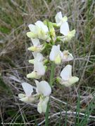 Lathyrus pannonicus (Jacq.) Garcke, 1836 - Ungarische Platterbse, panonska kukavičica. Fundort: Vir 04/2015