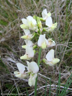 LathyPann Vir 150423 0294.jpg