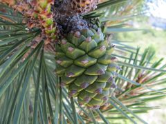 Ende des Jahres senken sich die Zapfen und erhalten nach und nach ihre endgülige Form, Vrsi 05/2013