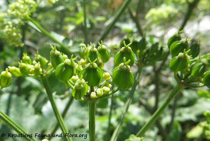 Datei:SmyrOlus FruD Veli Rat 180422 12595.jpg