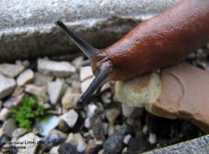 Ari ruf Neutr 1110923 03.jpg