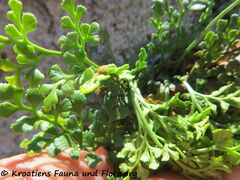 Burg Kličevica 04/2019