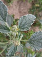 Chrozophora tinctoria (Linnè) Jussieu, 1824 – Lackmuskraut, bojadisarska krozofora. Fundort: Vrana, 07/2023, Essbare Pflanze, Heilpflanze, Giftpflanze , Nutzpflanze